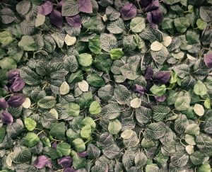 Bild på blommor